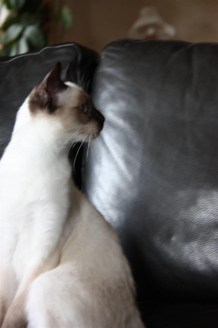 Siameser Celine billede 1