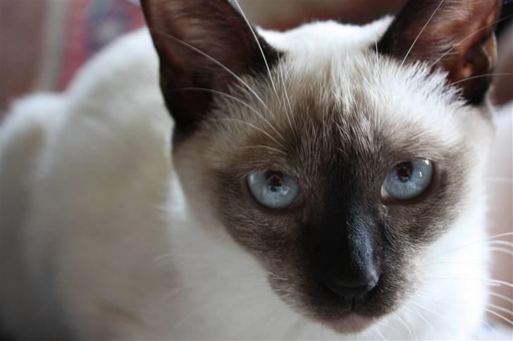 Siameser Celine billede 2