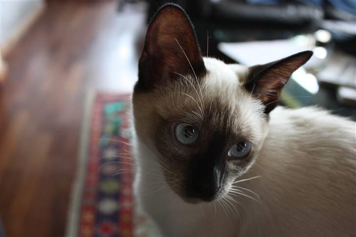 Siameser Celine billede 3