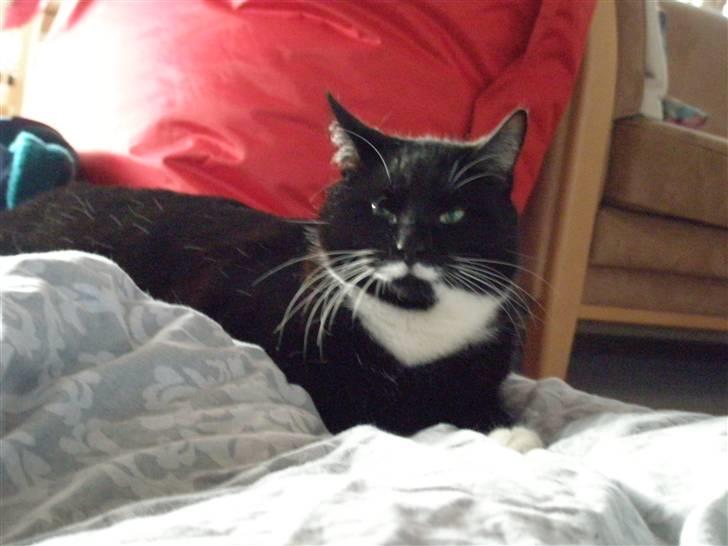 Huskat bølle - jeg ligger på en dyne billede 6