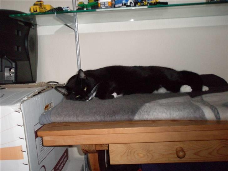 Huskat bølle - zzzzzzzzzzzzzz billede 7