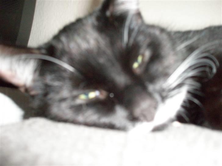 Huskat bølle - jeg sover ik nu billede 8