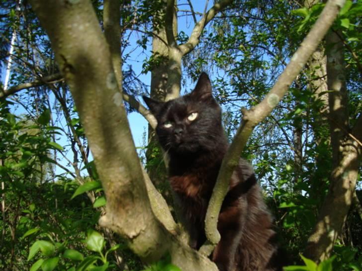 Blanding af racer turbo billede 10