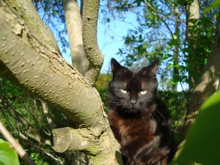 Blanding af racer turbo billede 11