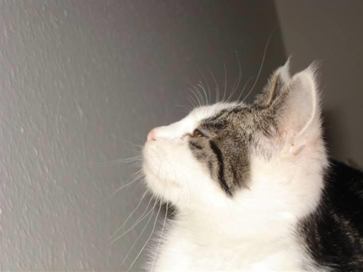 Huskat Hvenekildes Nemo † billede 2