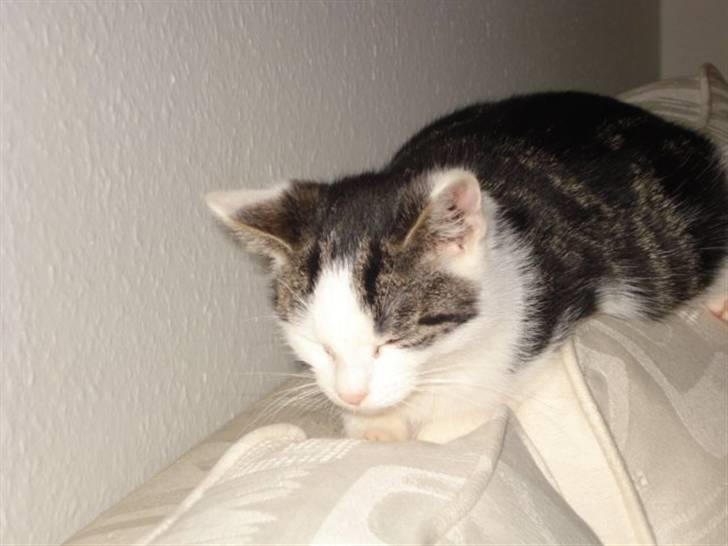 Huskat Hvenekildes Nemo † billede 3