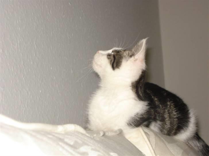 Huskat Hvenekildes Nemo † billede 4