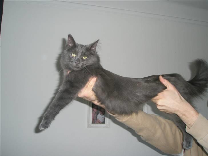 Norsk Skovkat Babette`s Sara (Fine) billede 13