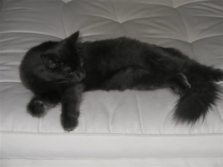 Norsk Skovkat Babette`s Sara (Fine) billede 14