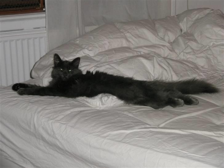 Norsk Skovkat Babette`s Sara (Fine) billede 15