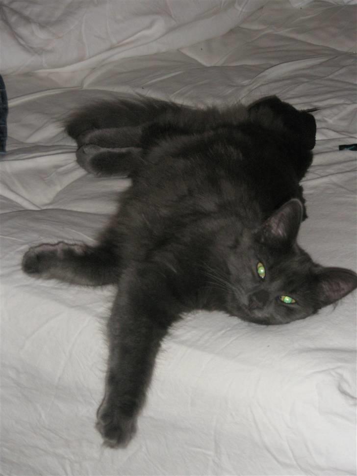 Norsk Skovkat Babette`s Sara (Fine) billede 16