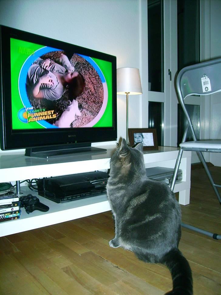 Maine Coon Silver  billede 20