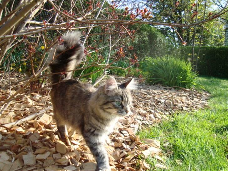 Blanding af racer Mari pii i himlen ;o( billede 1