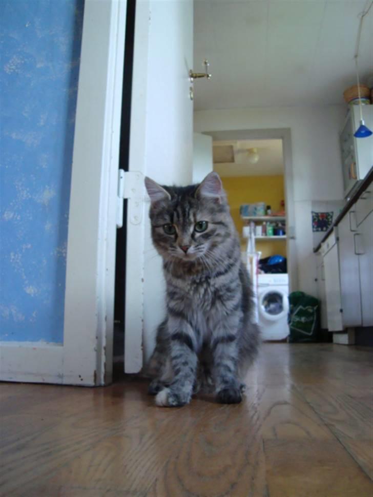 Blanding af racer Mari pii i himlen ;o( billede 2