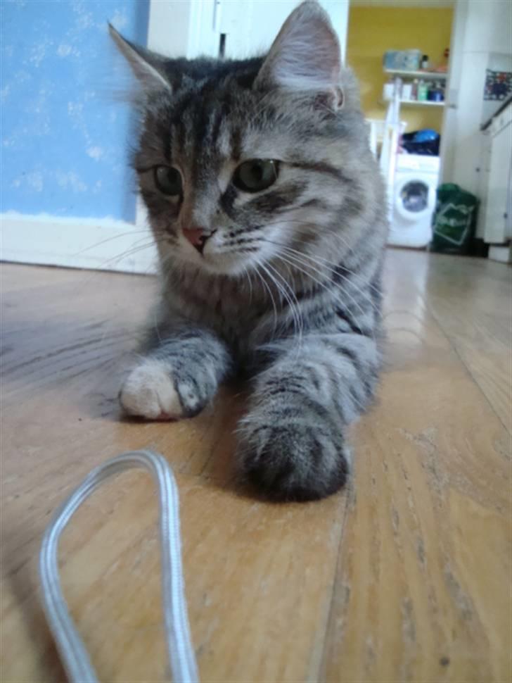 Blanding af racer Mari pii i himlen ;o( billede 3