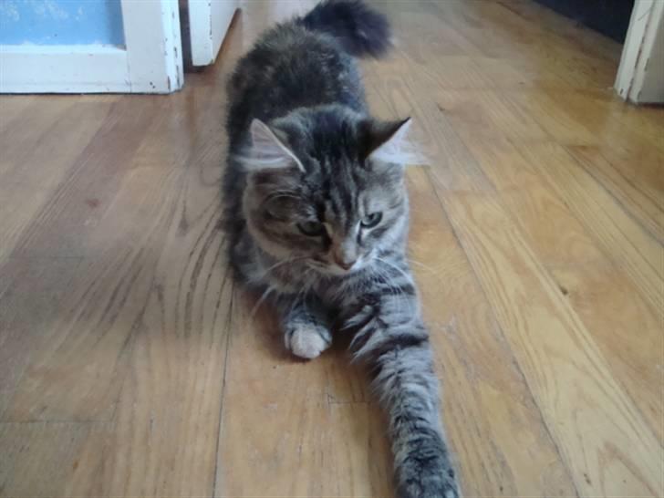 Blanding af racer Mari pii i himlen ;o( billede 4