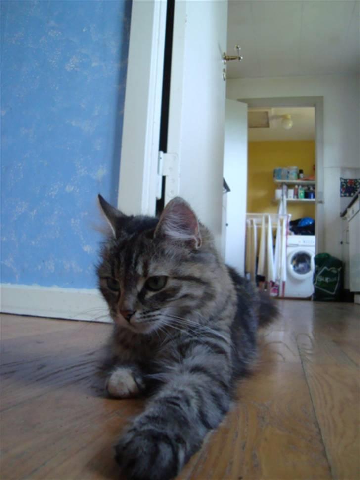 Blanding af racer Mari pii i himlen ;o( billede 5