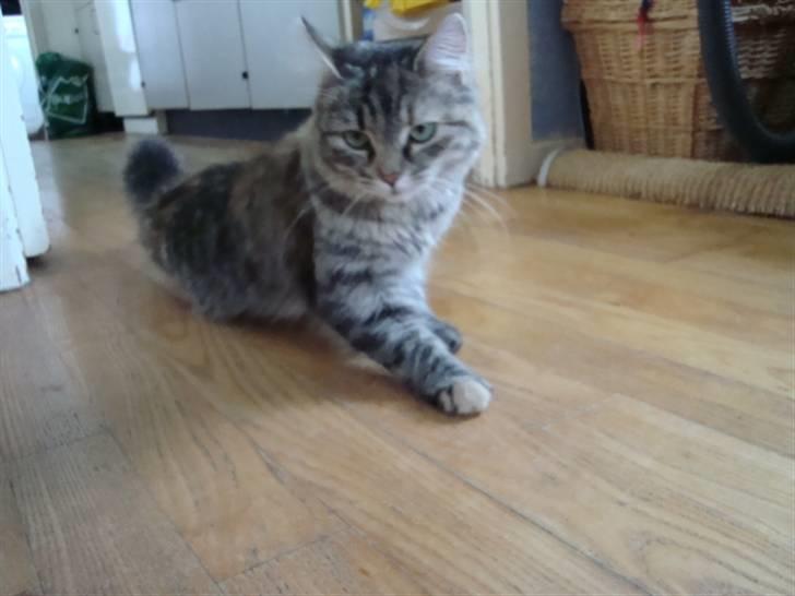 Blanding af racer Mari pii i himlen ;o( billede 6