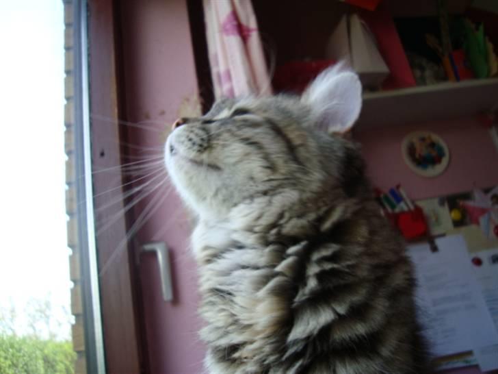 Blanding af racer Mari pii i himlen ;o( billede 7