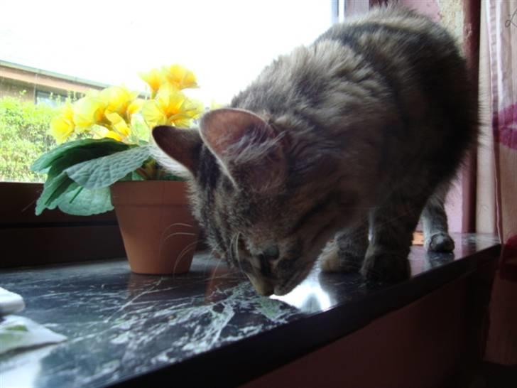 Blanding af racer Mari pii i himlen ;o( billede 8