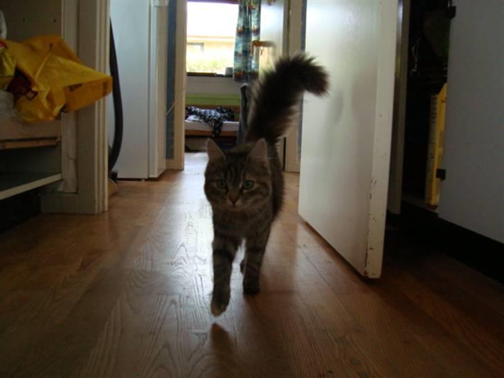 Blanding af racer Mari pii i himlen ;o( billede 9