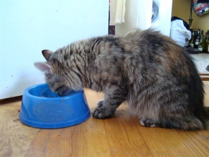 Blanding af racer Mari pii i himlen ;o( billede 10