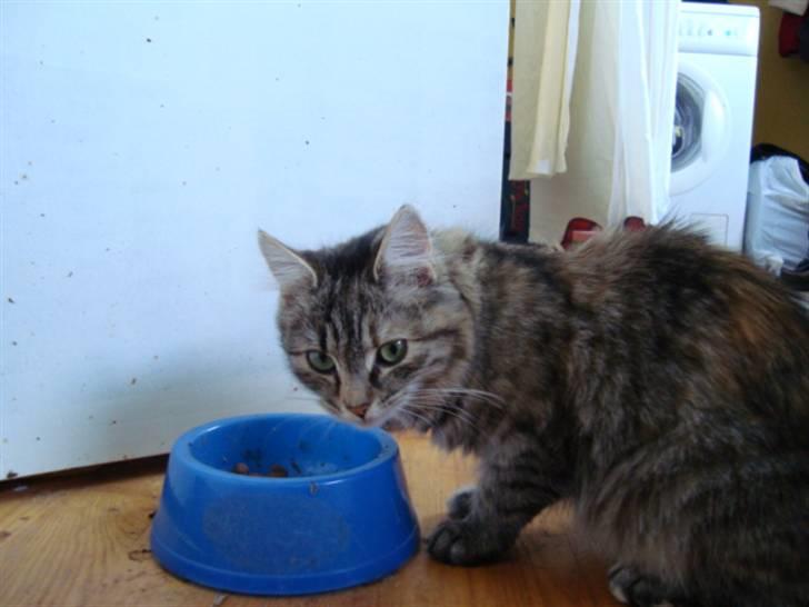 Blanding af racer Mari pii i himlen ;o( billede 11