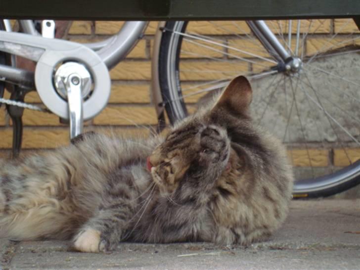 Blanding af racer Mari pii i himlen ;o( billede 12