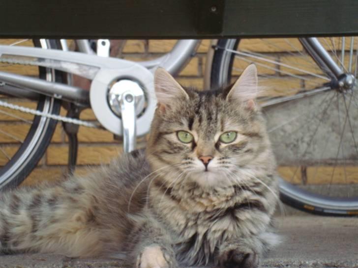 Blanding af racer Mari pii i himlen ;o( billede 13