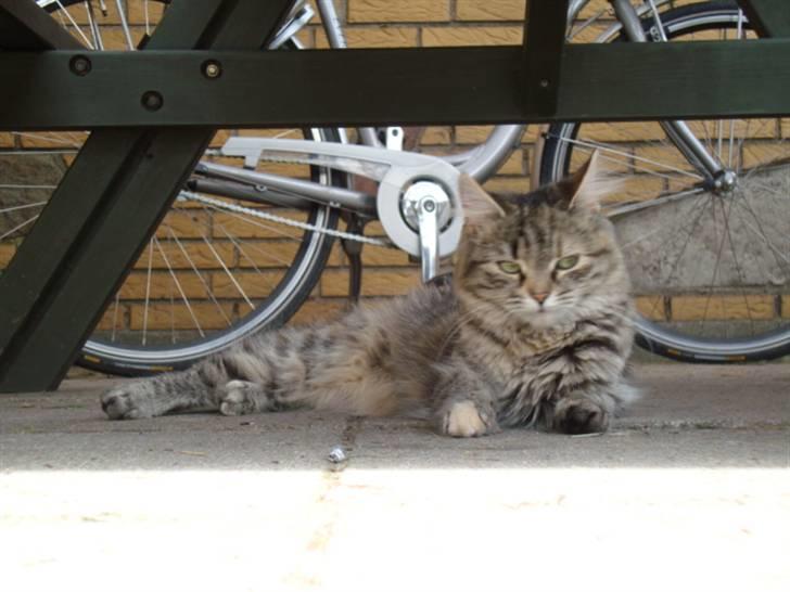 Blanding af racer Mari pii i himlen ;o( billede 14