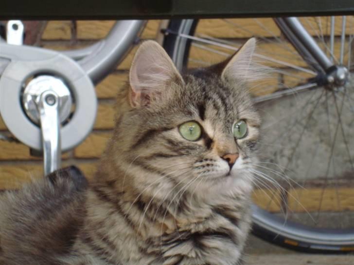 Blanding af racer Mari pii i himlen ;o( billede 15