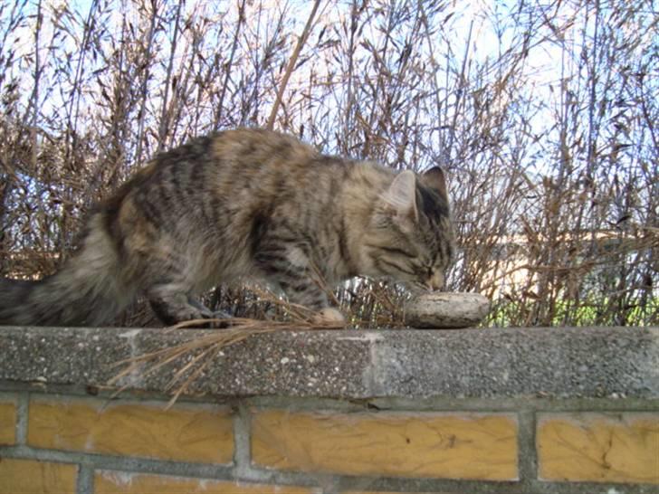 Blanding af racer Mari pii i himlen ;o( billede 16