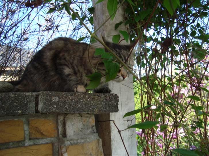 Blanding af racer Mari pii i himlen ;o( billede 17