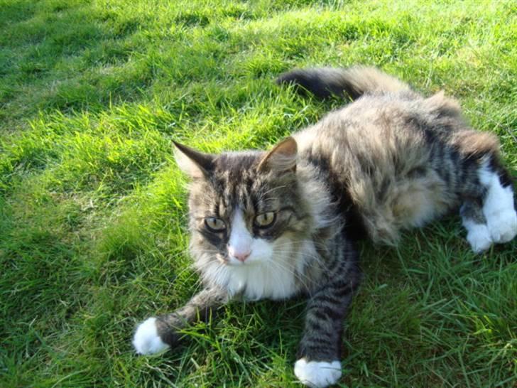 Blanding af racer Anton bassen i himlen ;o( billede 1