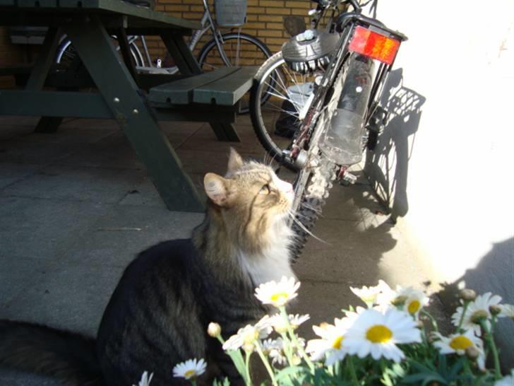 Blanding af racer Anton bassen i himlen ;o( billede 2