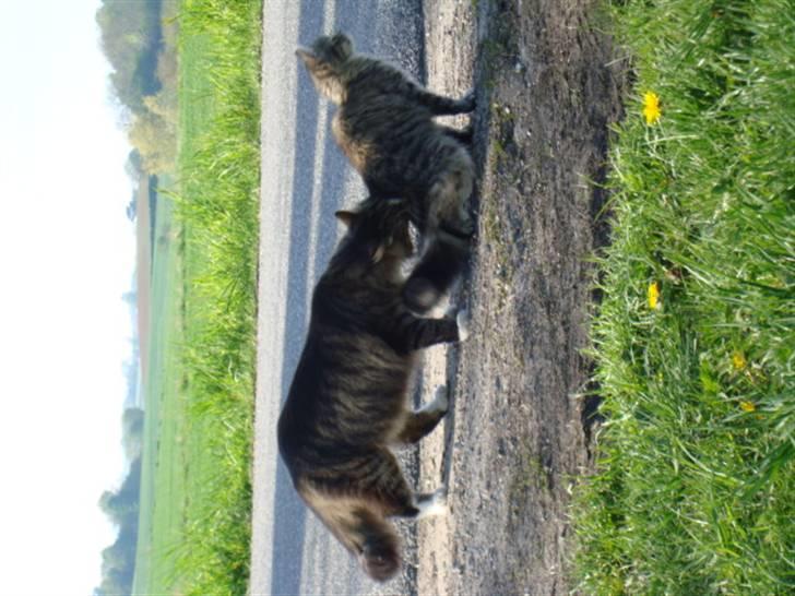 Blanding af racer Anton bassen i himlen ;o( billede 3