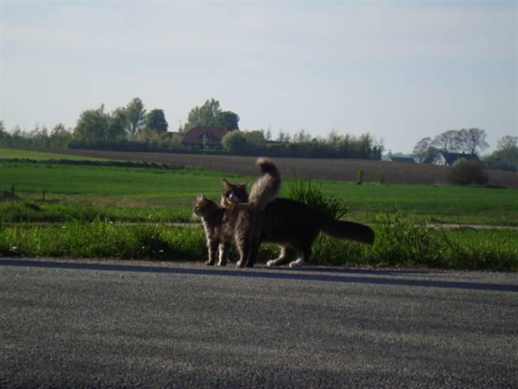 Blanding af racer Anton bassen i himlen ;o( billede 4