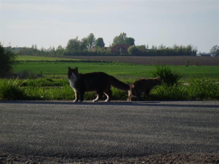 Blanding af racer Anton bassen i himlen ;o( billede 5