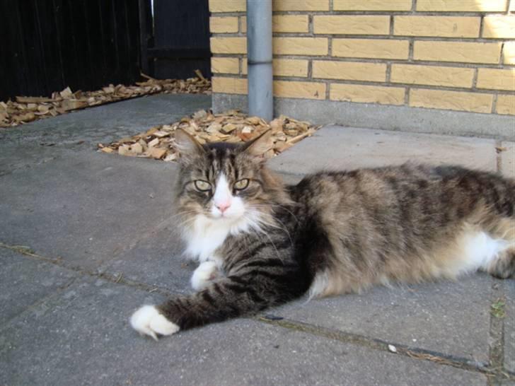 Blanding af racer Anton bassen i himlen ;o( billede 6