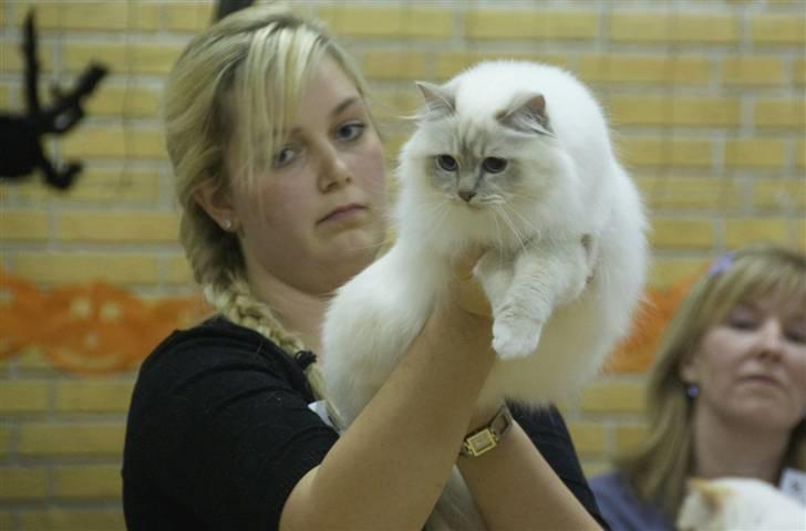 Hellig Birma DeLaCour's Blanchefleur - *NYT* Fleur på Show i Årslev 18-09-2009, sammen med mor. billede 18
