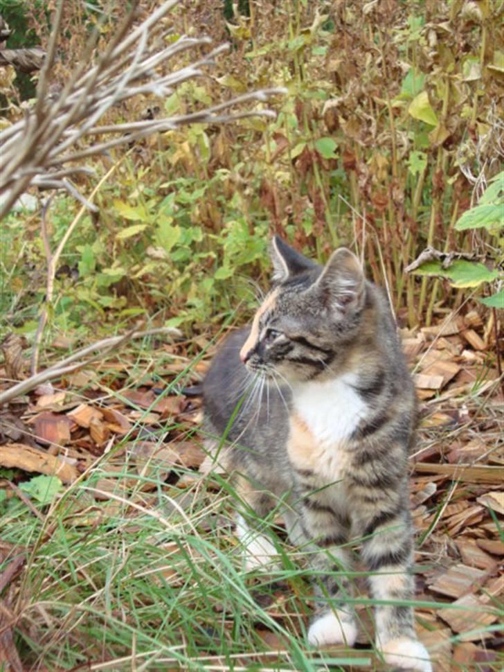 Blanding af racer Trine billede 14