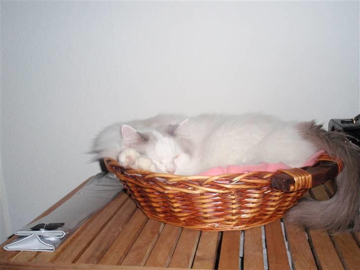 Ragdoll Silver Moon á Chardani DK billede 20