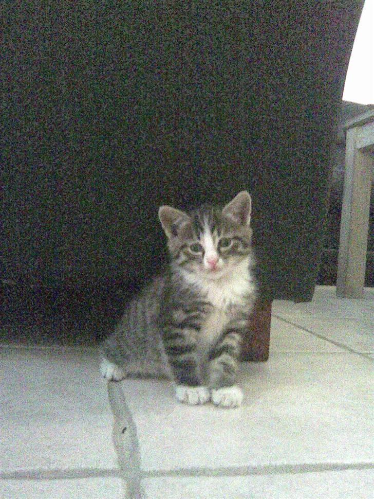 Huskat max - dagen efter vi fik ham billede 1