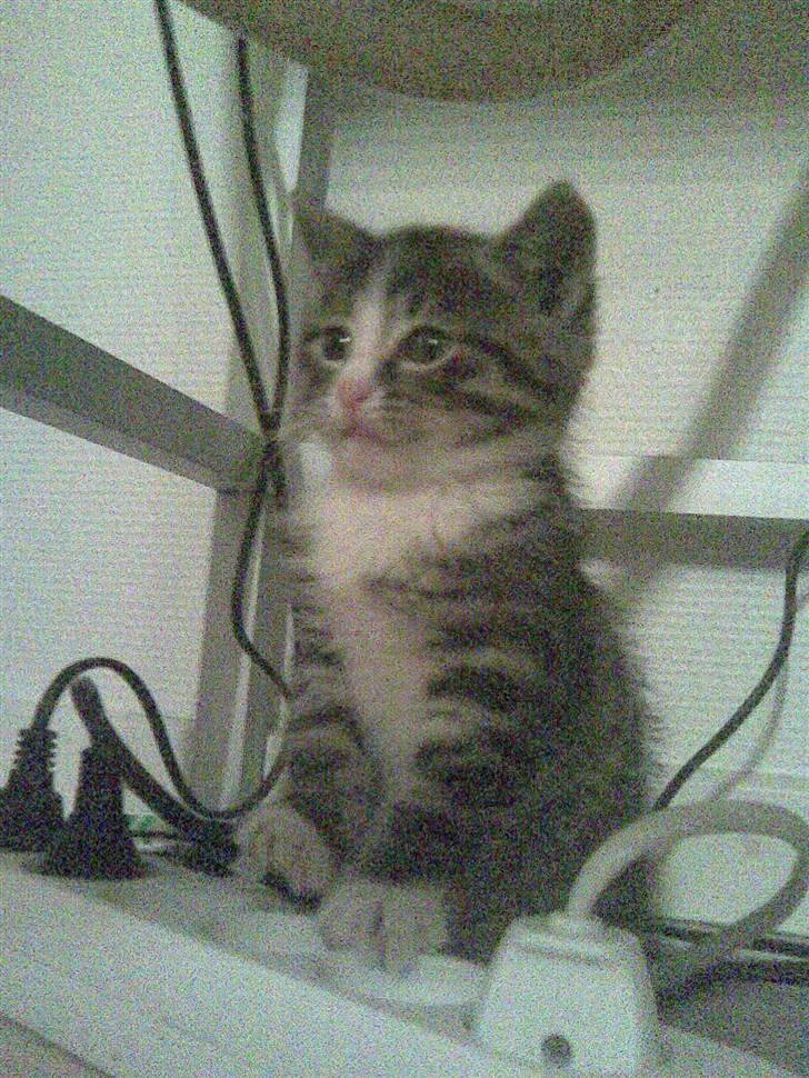 Huskat max - hæ hæ den er min billede 2