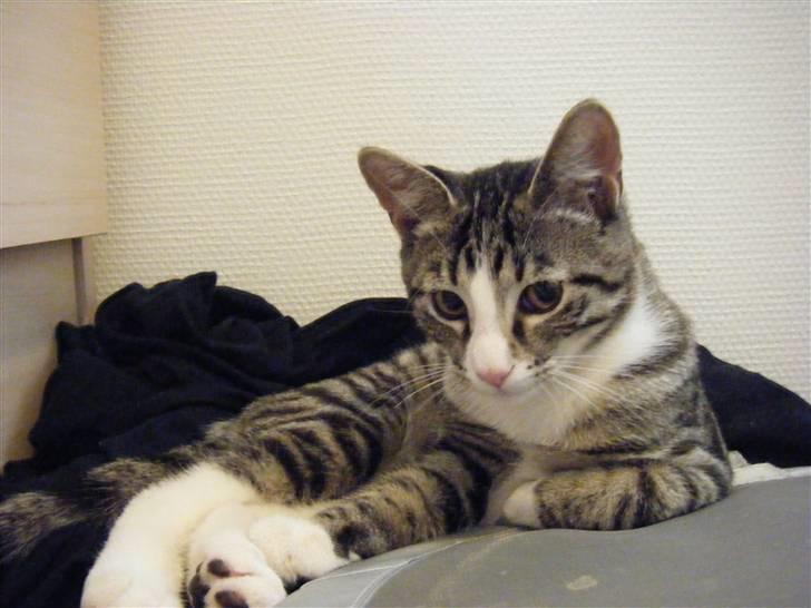 Huskat max billede 3