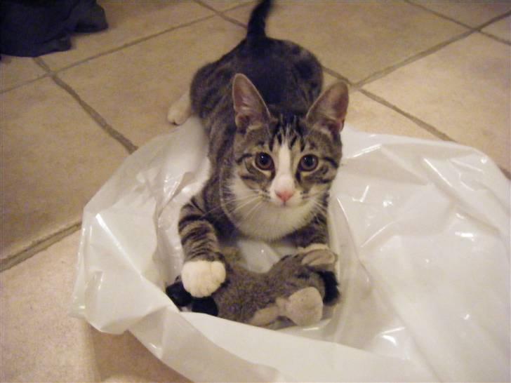 Huskat max - mit æsel billede 4