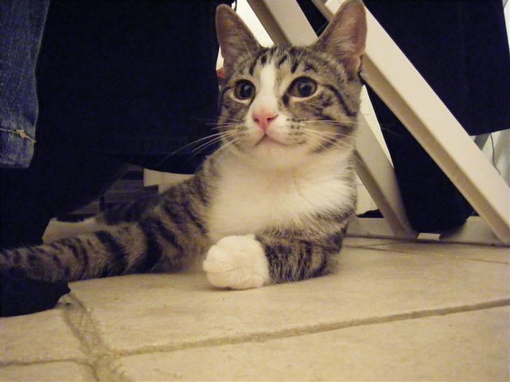 Huskat max billede 5