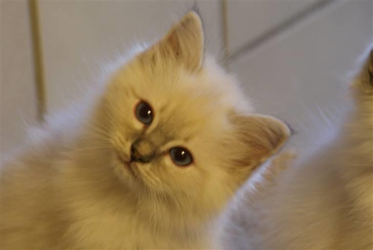 Hellig Birma Lauritz billede 1