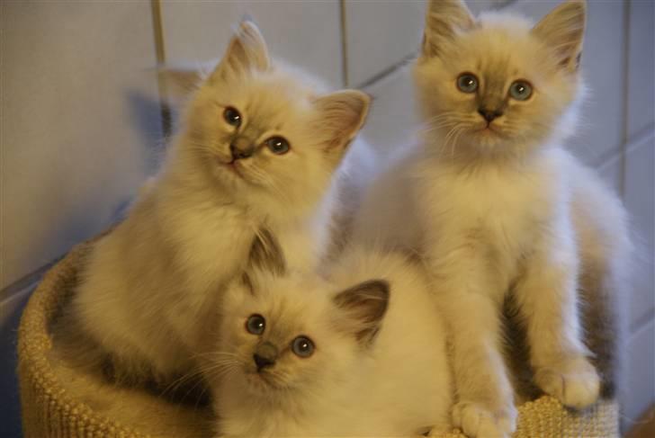 Hellig Birma Lauritz billede 2