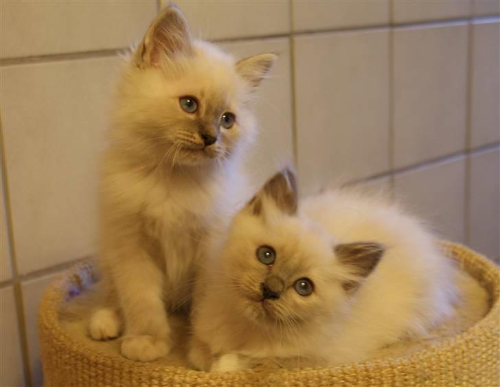 Hellig Birma Lauritz billede 3